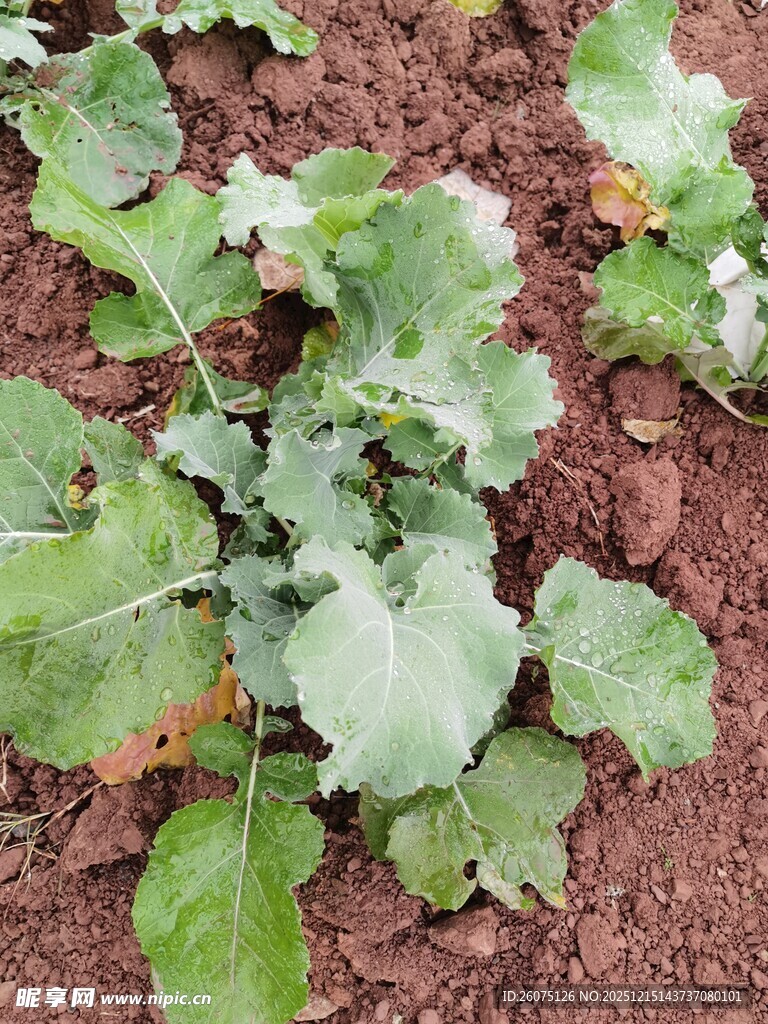 田间生长的嫩绿蔬菜