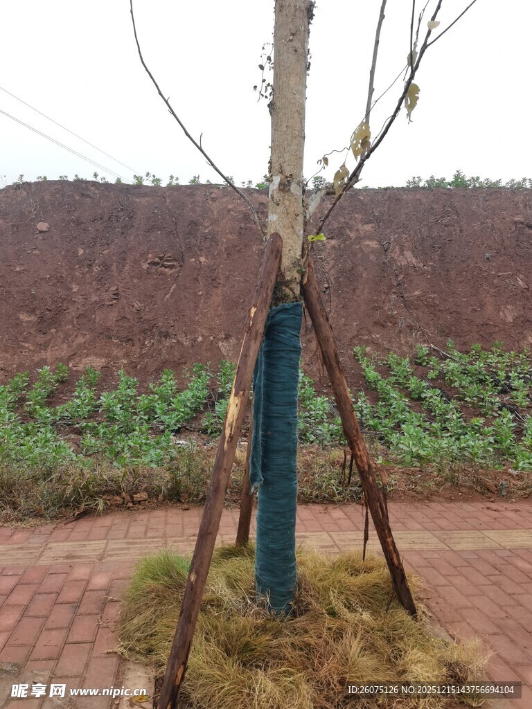 新植树木的稳固支撑场景