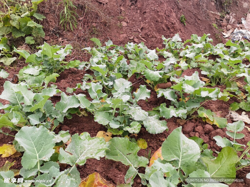 菜园里的绿色蔬菜植株