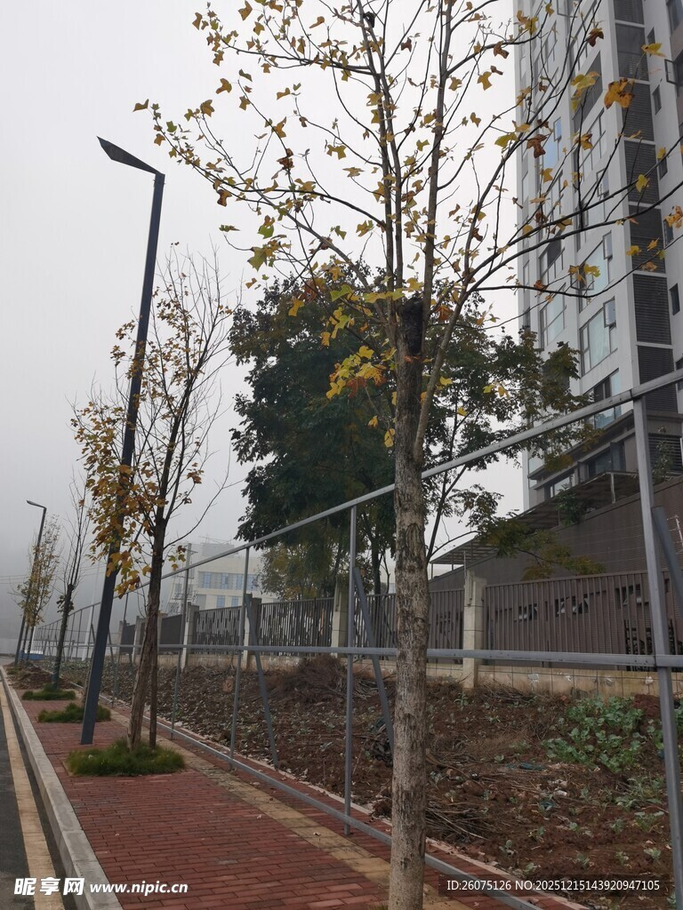 城市街边的树木与步道景观