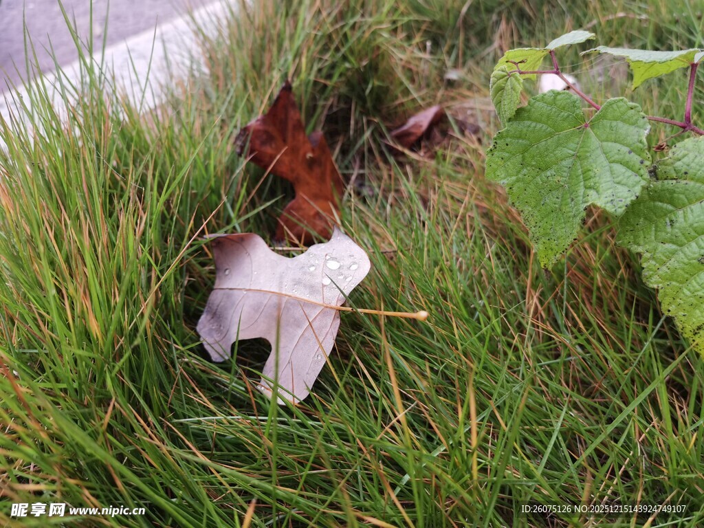 草丛中的奇特白色物体