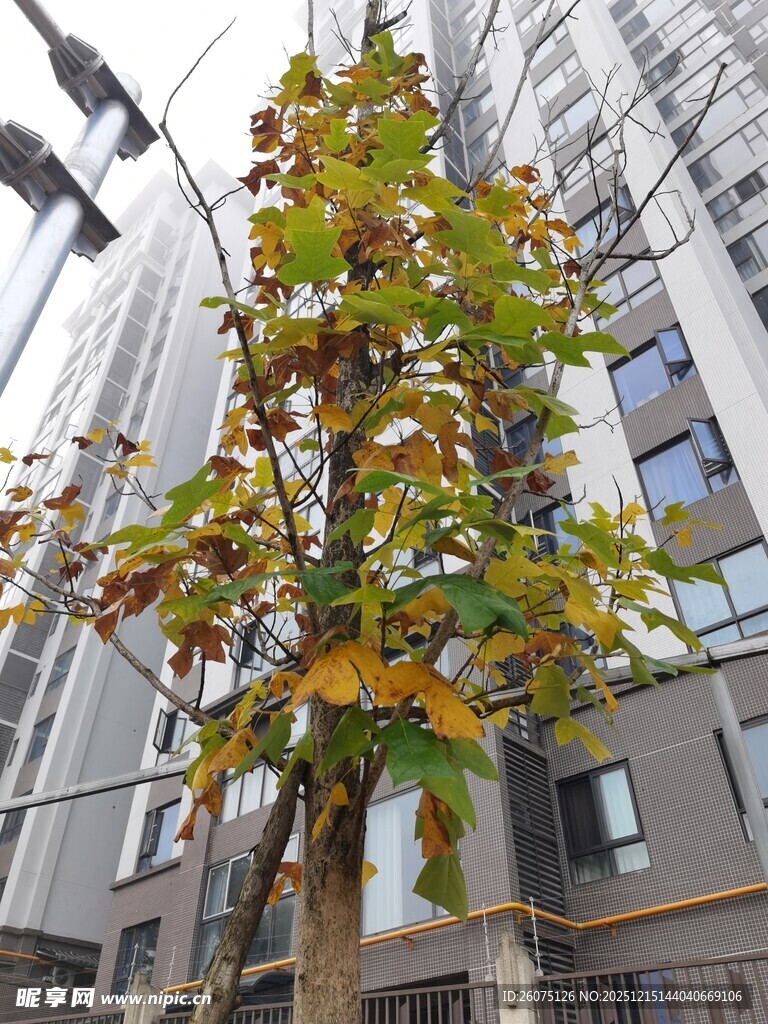 城市中独株树木与高楼