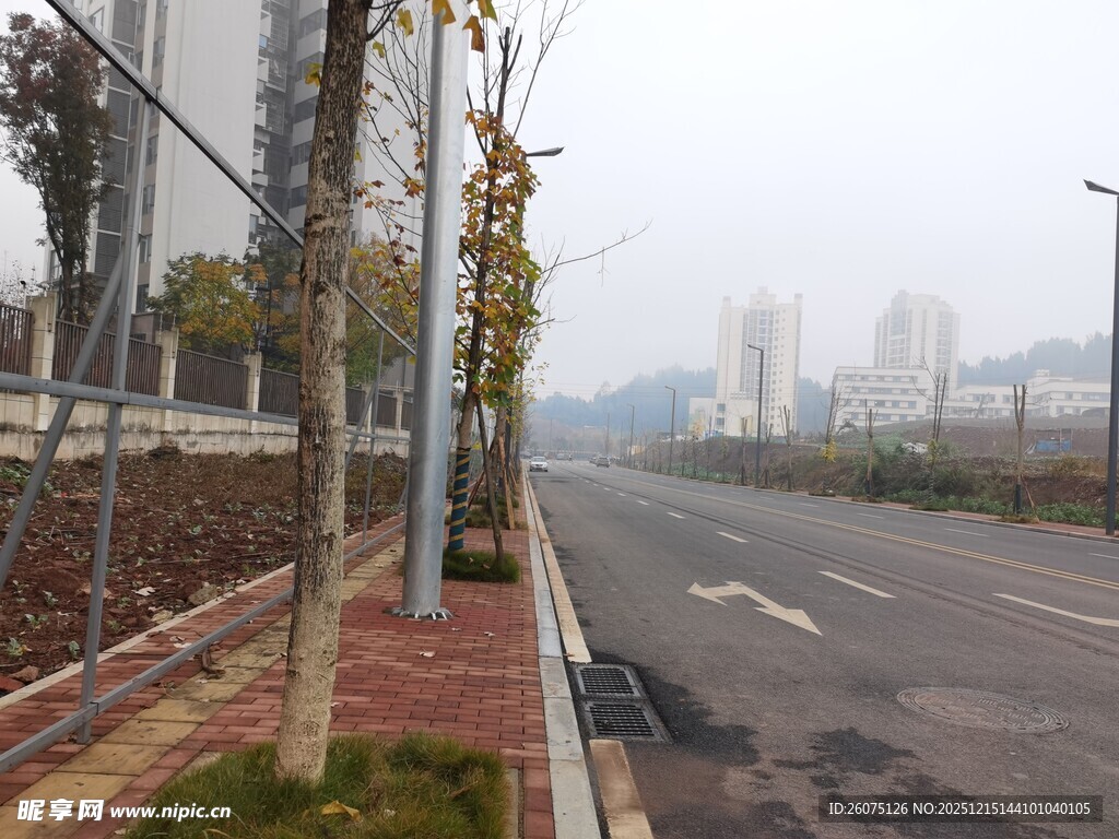 城市空旷道路旁的树木