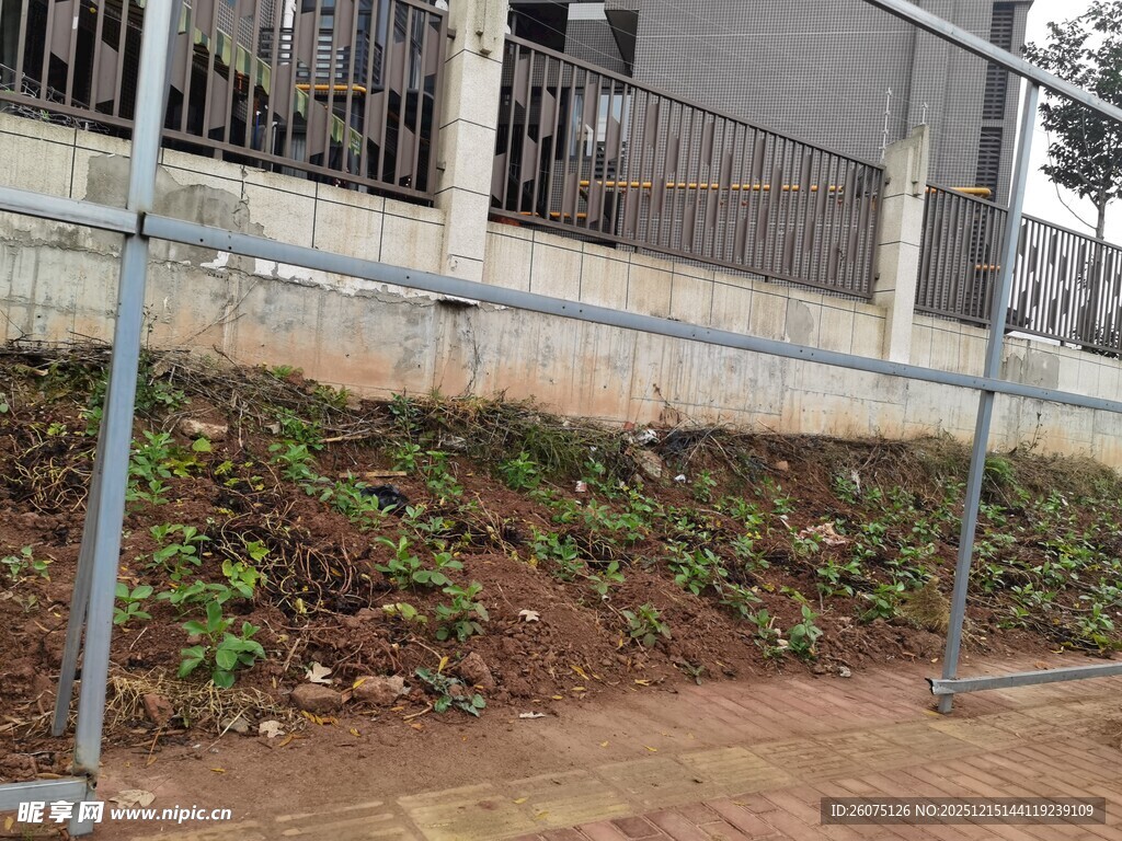 围栏旁的绿植景观