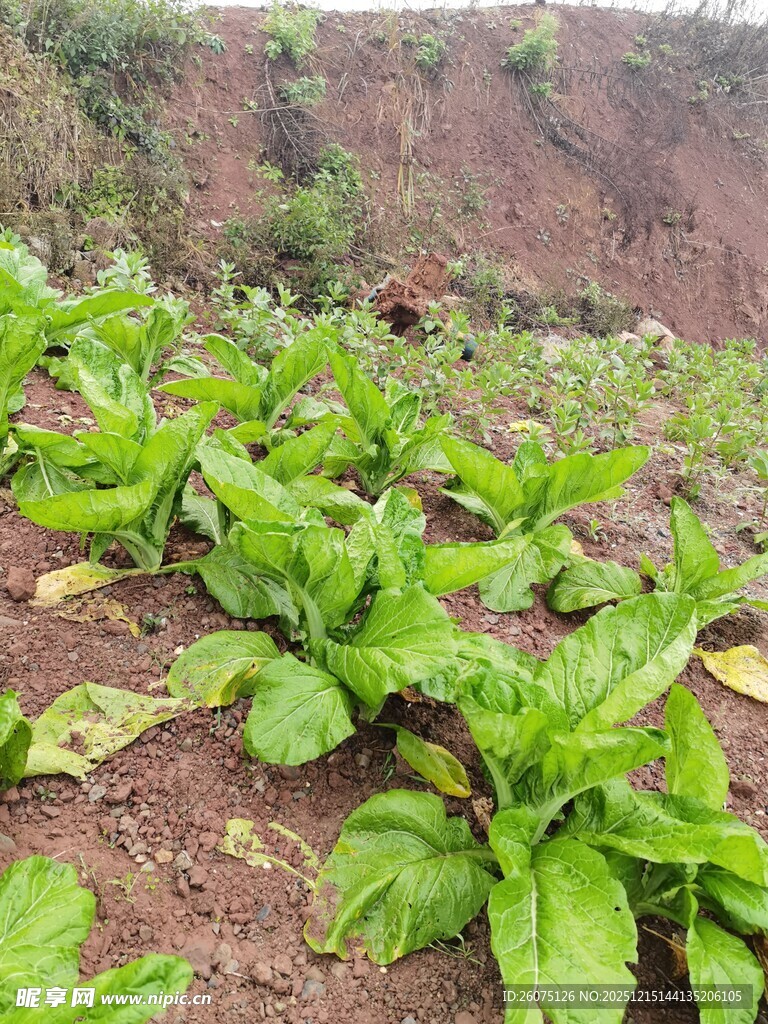 田间嫩绿蔬菜生机勃勃