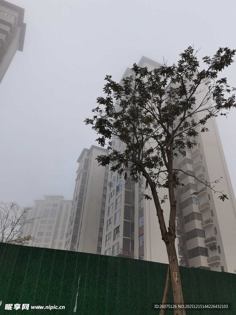 雾中孤树与高楼背景
