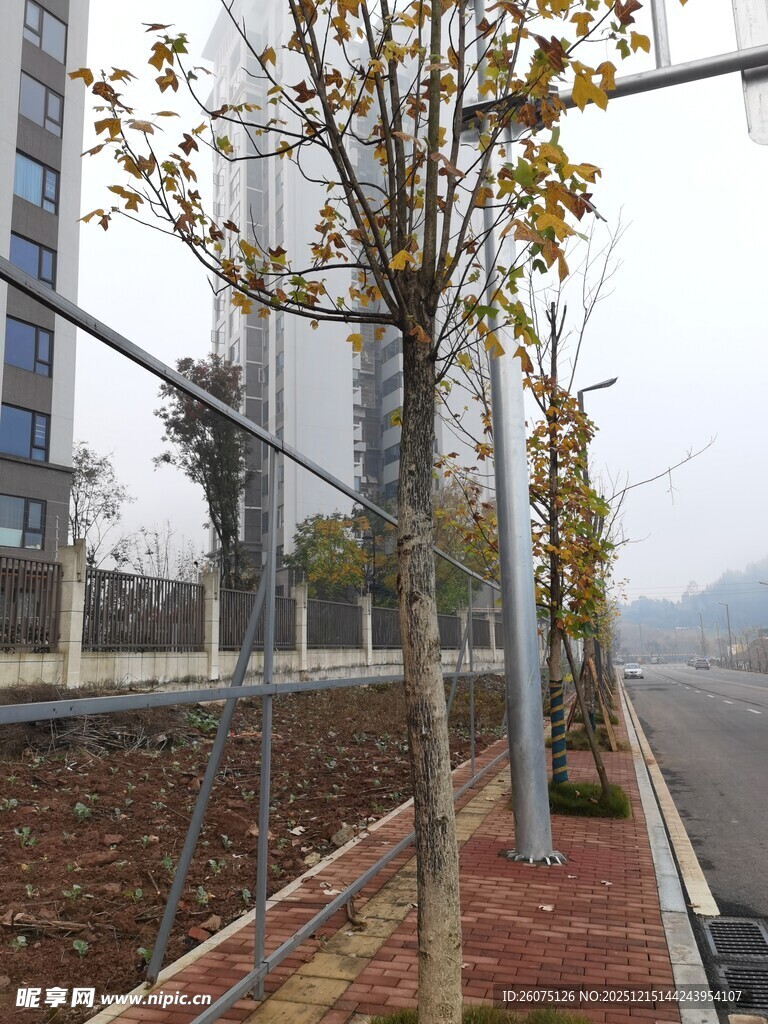 城市道路旁的树木景观