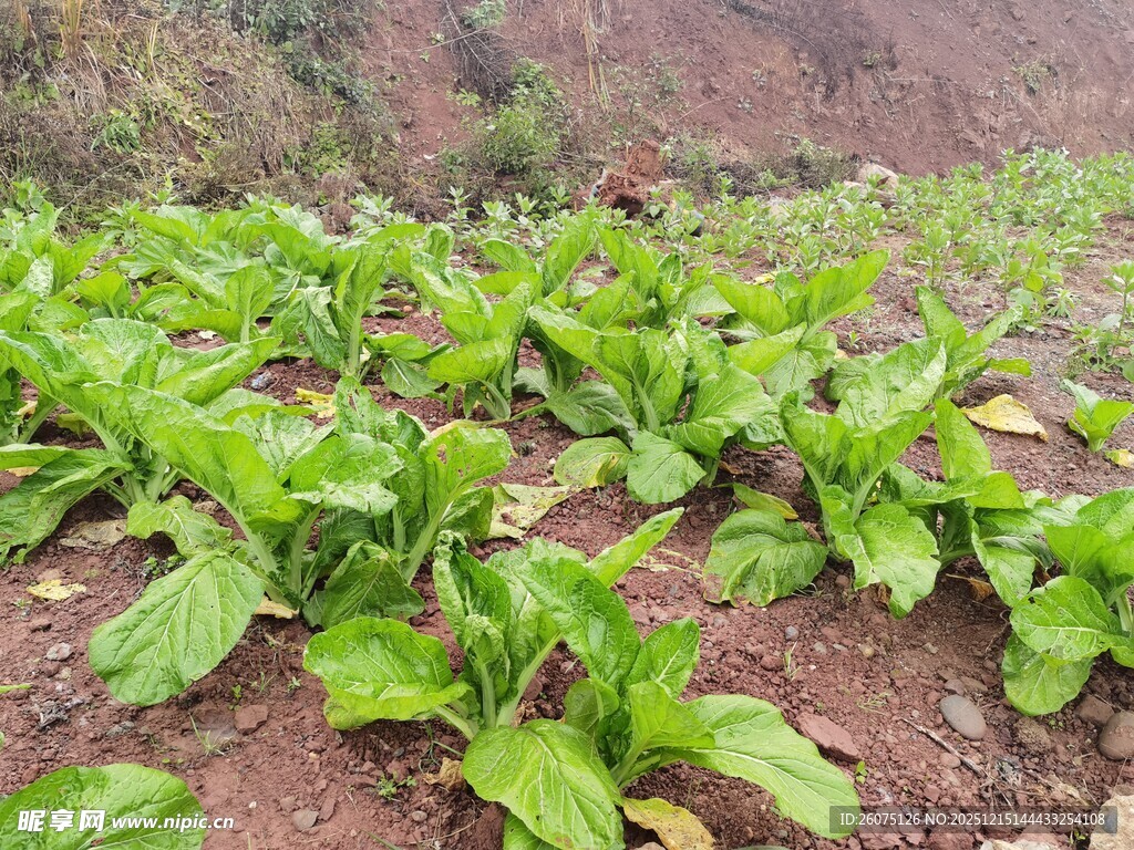 田间嫩绿蔬菜生机勃勃