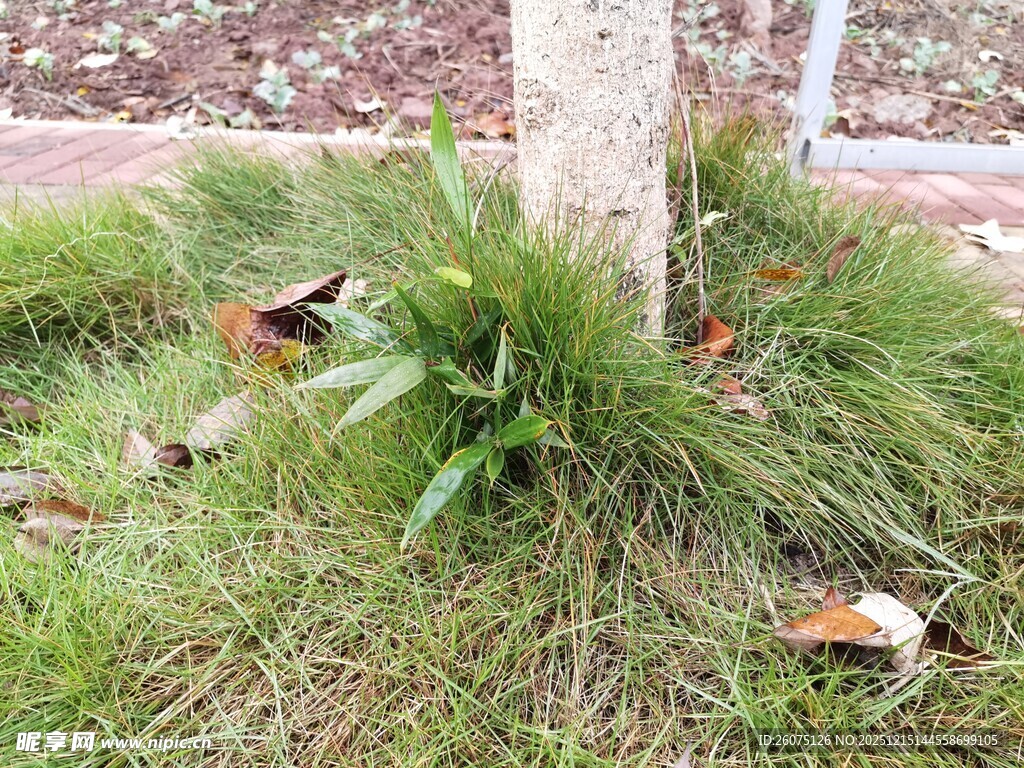 树下草丛中的多彩小鸟