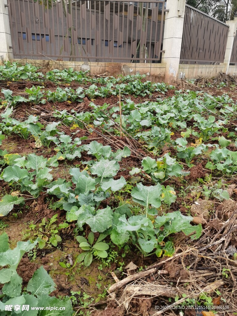 菜园里的绿色蔬菜