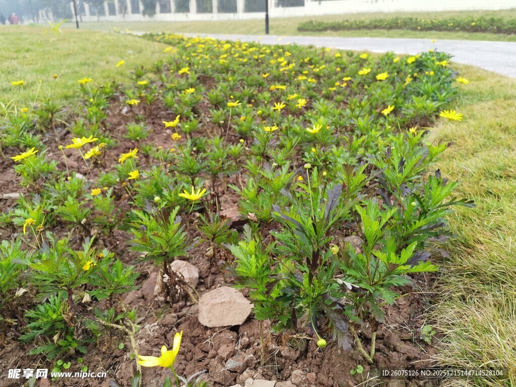 多彩花坛植物景观