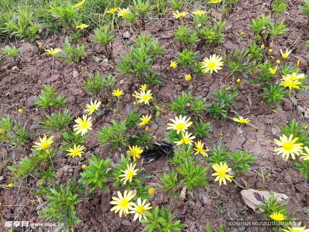 地面绽放的黄色小花