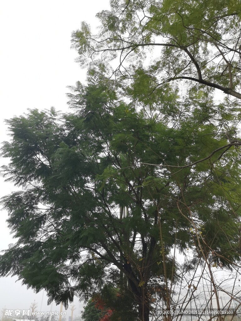 茂盛绿树展现自然生机