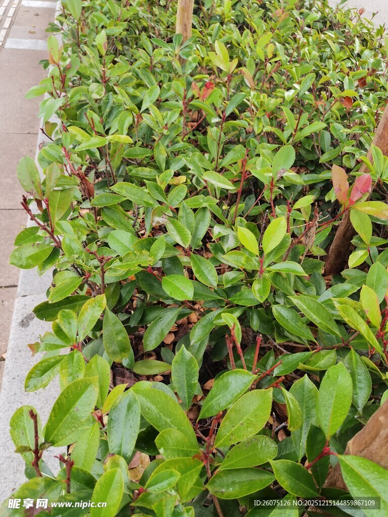 绿叶植物盆栽景观