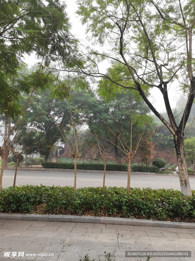 城市公园绿树景观