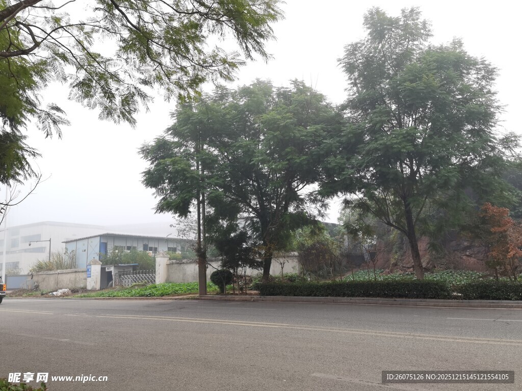 雾中街道与绿树景观