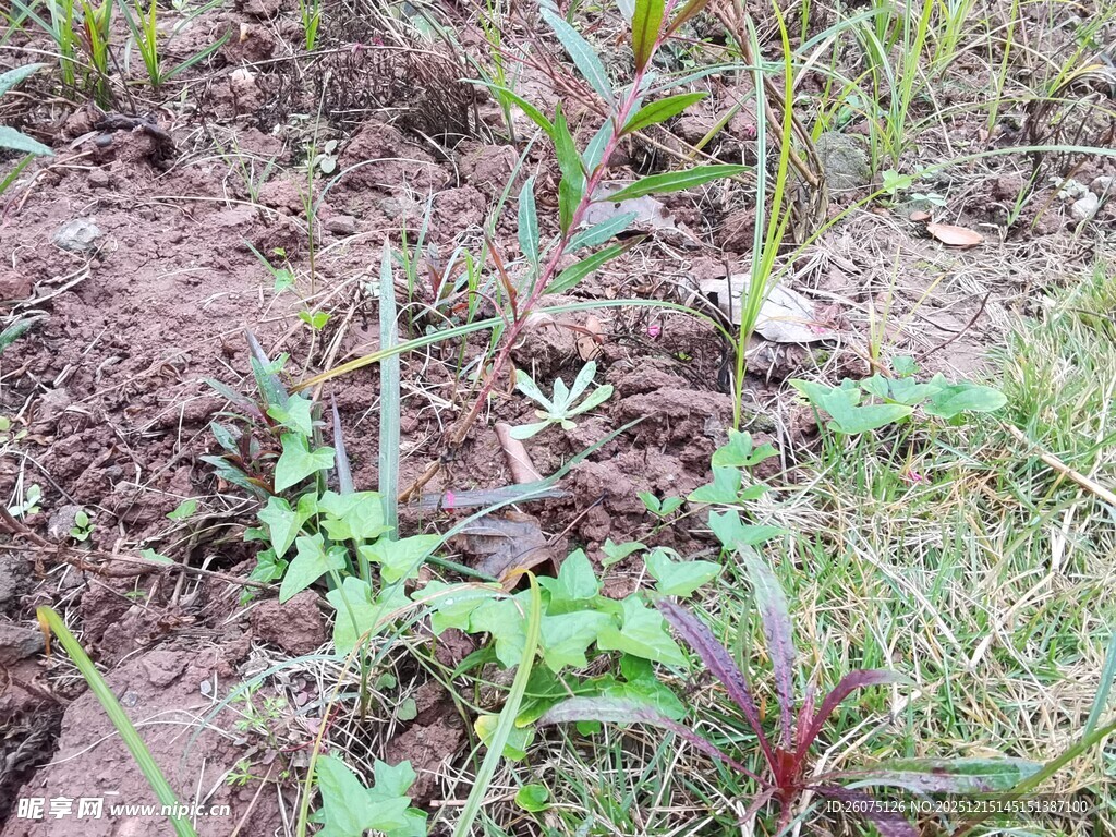 田间植物幼苗生长景象