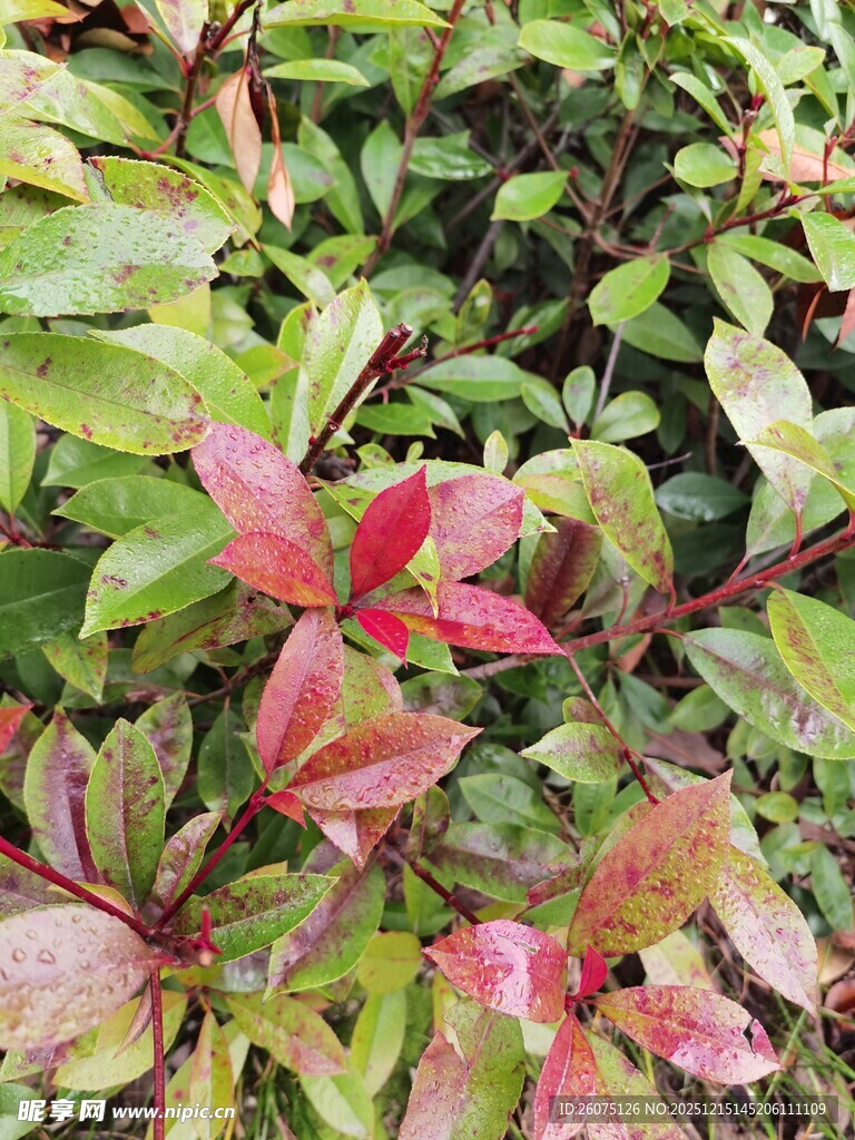 多彩叶片植物特写