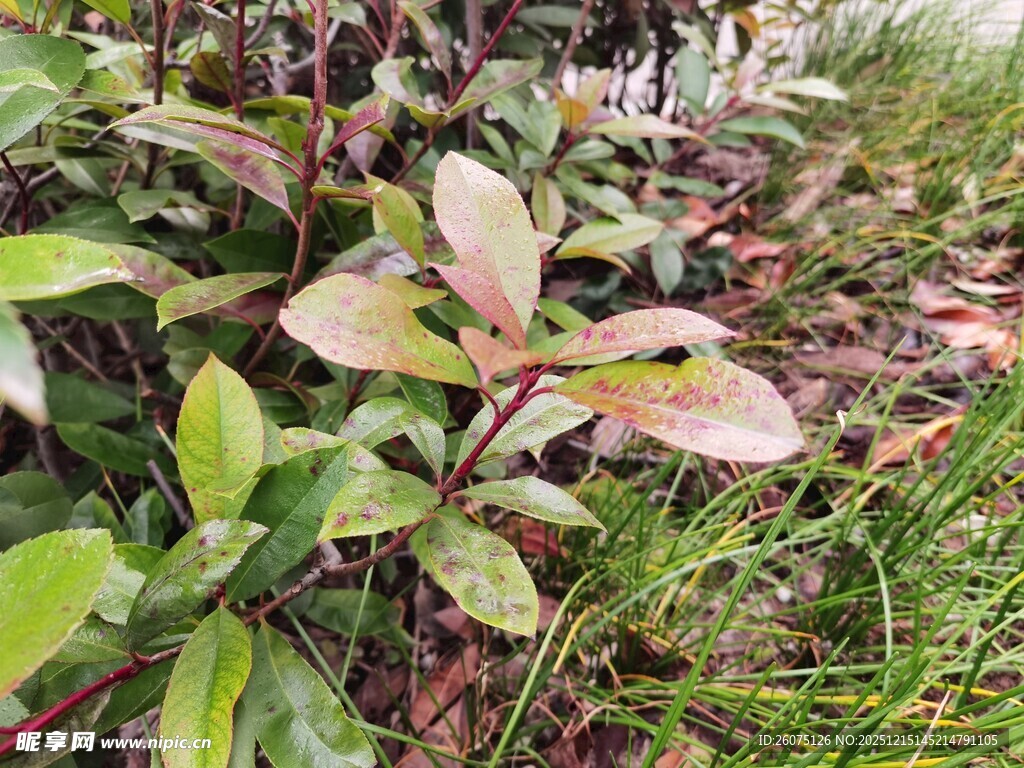 绿叶间的多彩植物