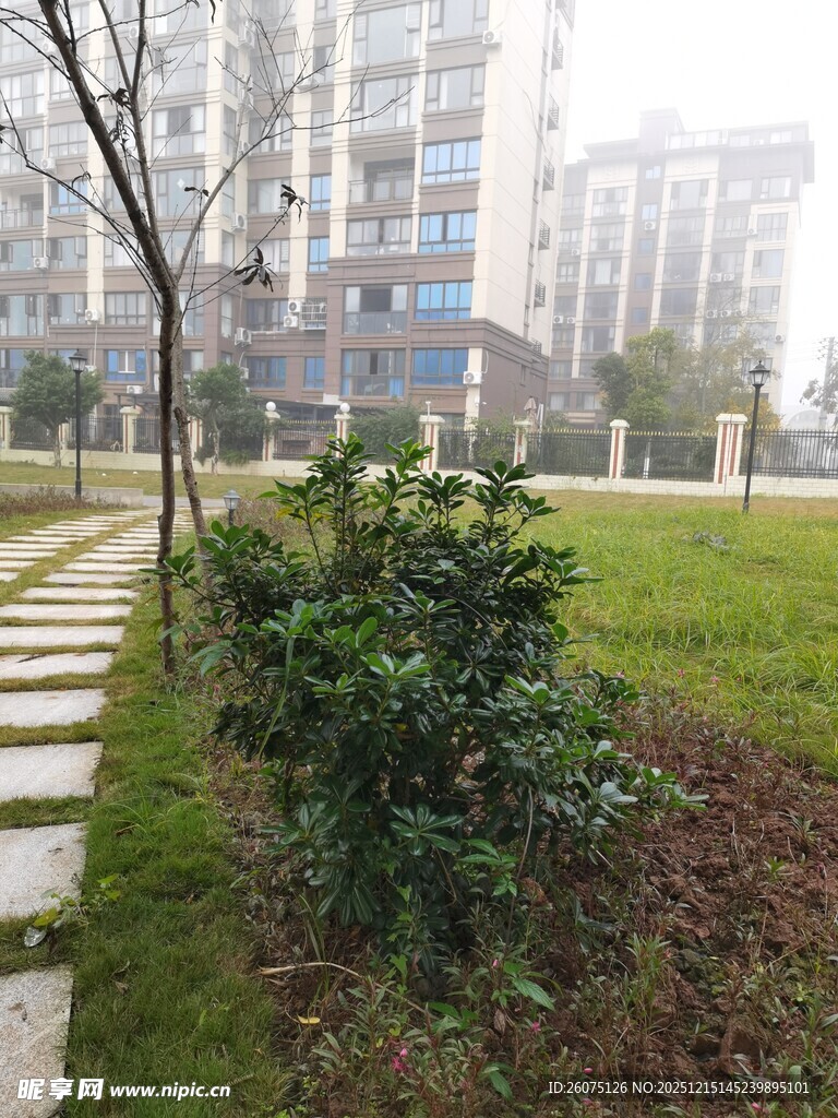 小区内的绿植与石板小径