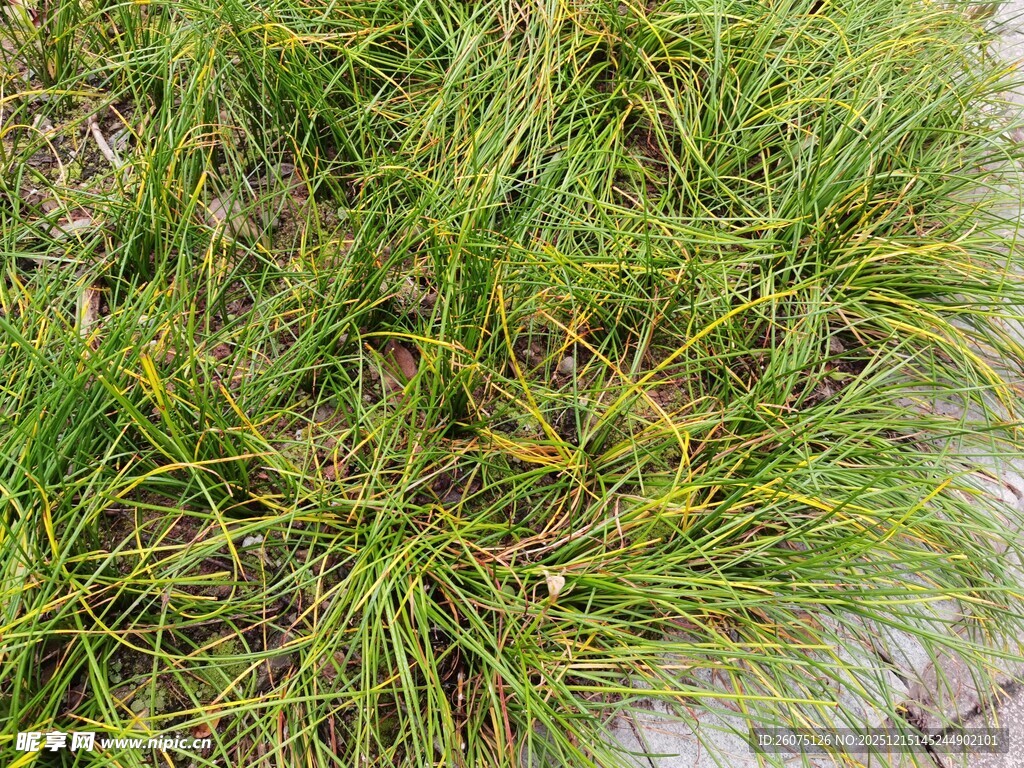 地面上的茂盛绿色草丛