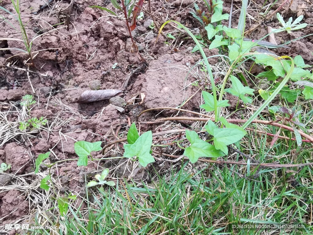 泥土中生长的嫩绿植物