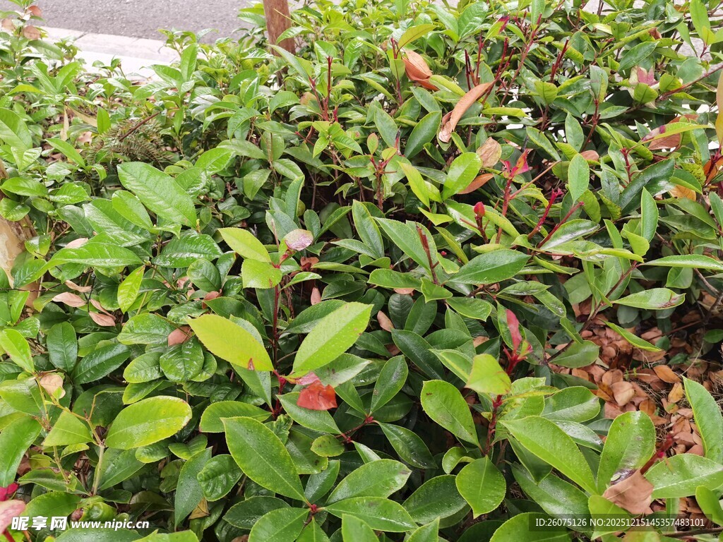 翠绿繁茂的绿植景观