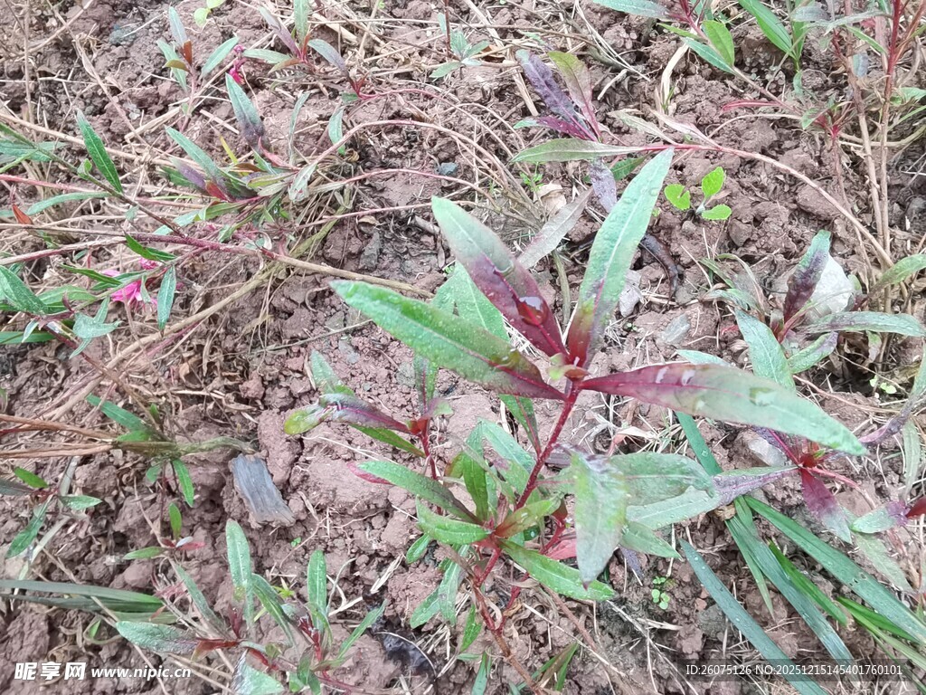 地面生长的红绿相间植物