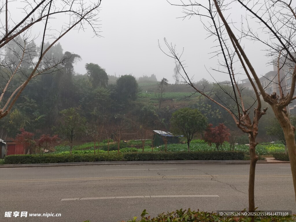雾中公园道路与树木景观