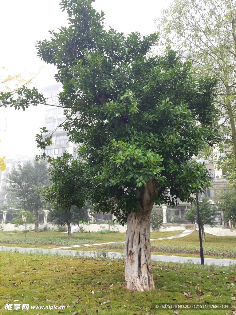 公园中的葱郁大树