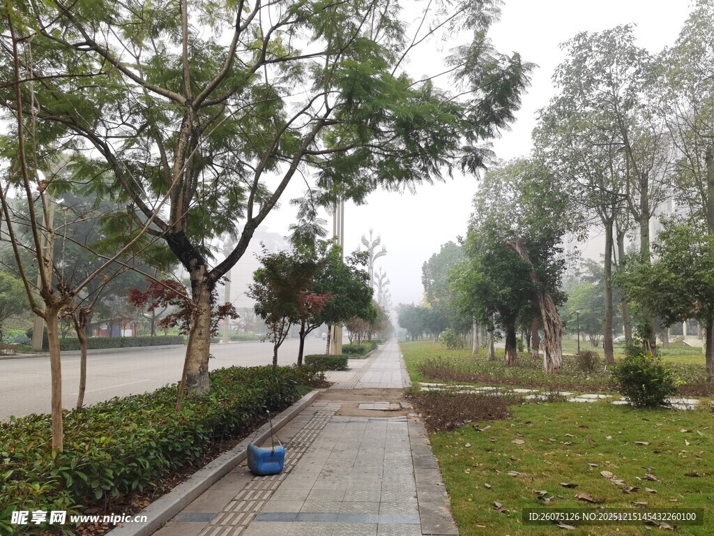 城市林荫小道景观