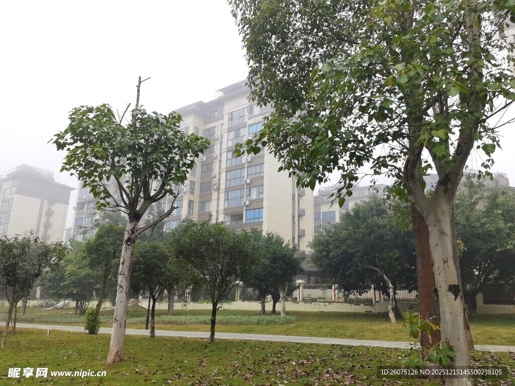 城市公园绿树与建筑景观