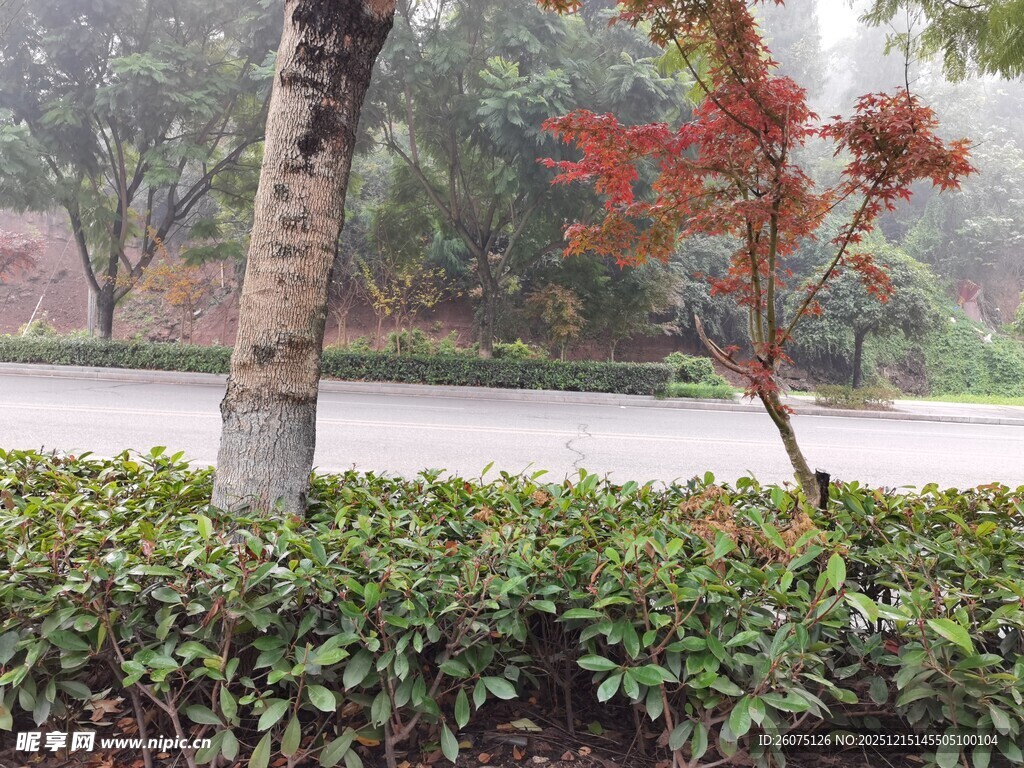 路边绿植与树木景观