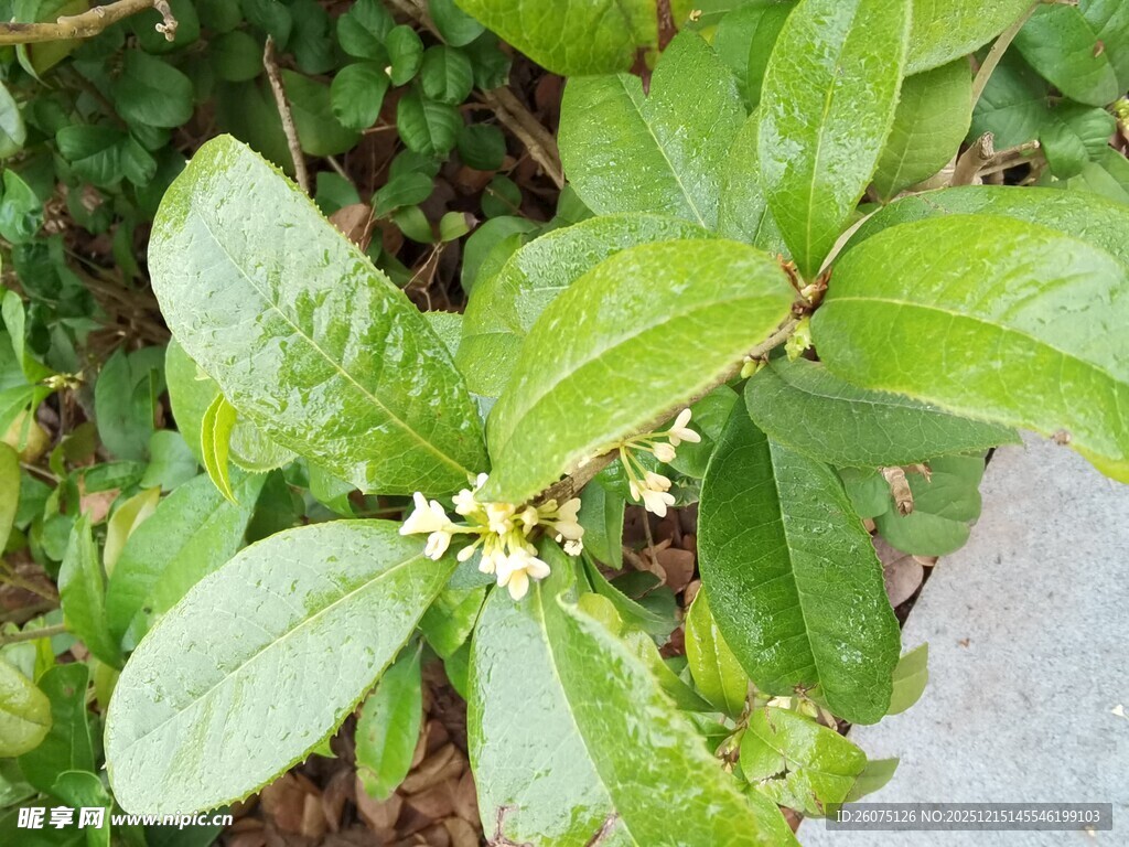 绿叶间绽放的白色小花