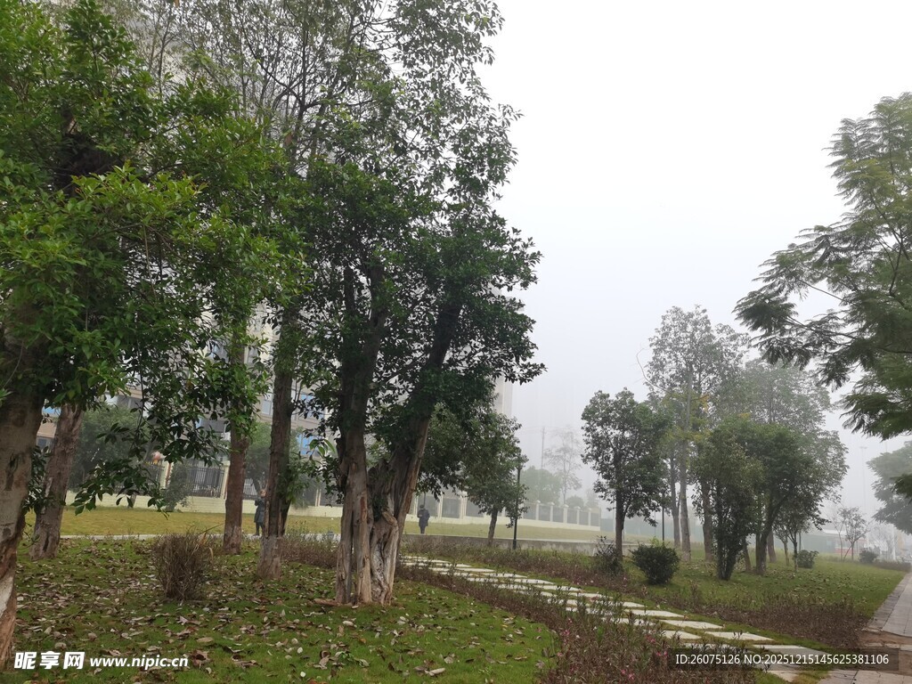 郊外树林中的宁静风景
