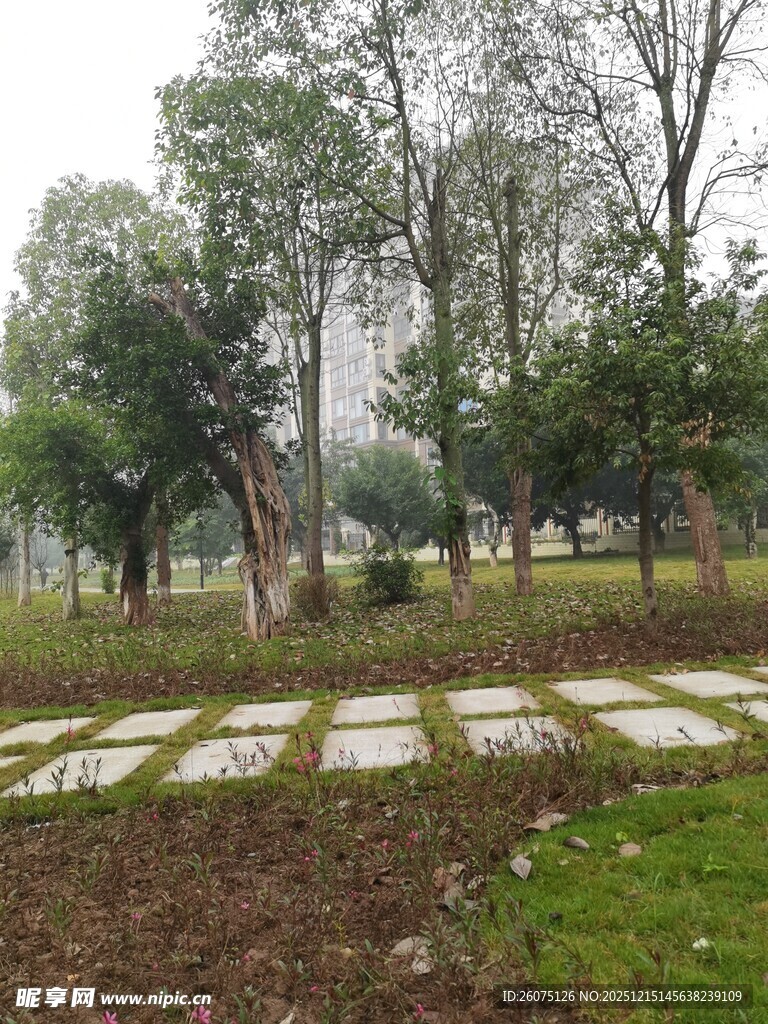 林间石板小径静谧自然景