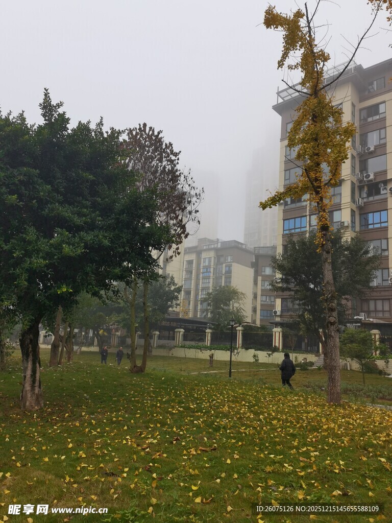 秋日公园草地落叶景致