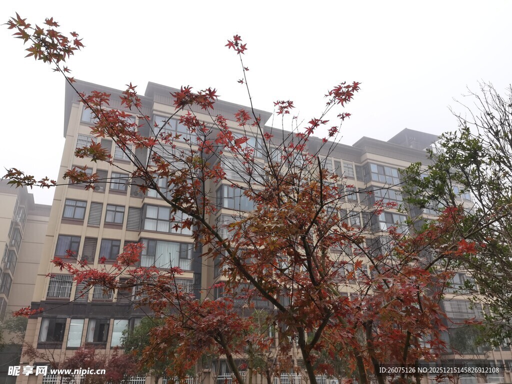 秋日楼前红叶树