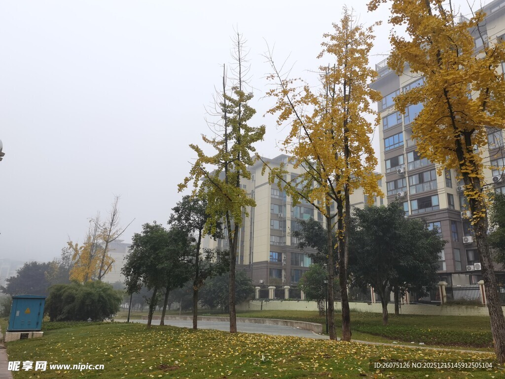 秋日街道旁的树木景观