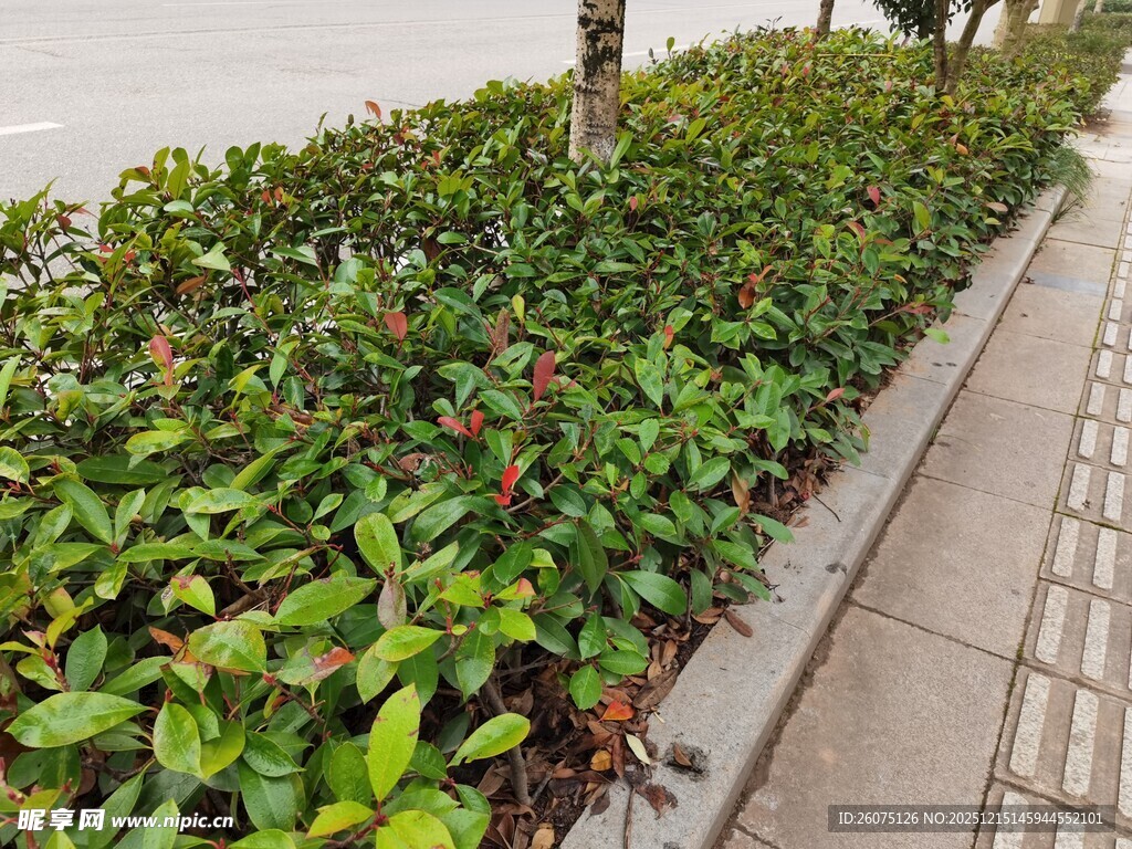 路边绿植景观