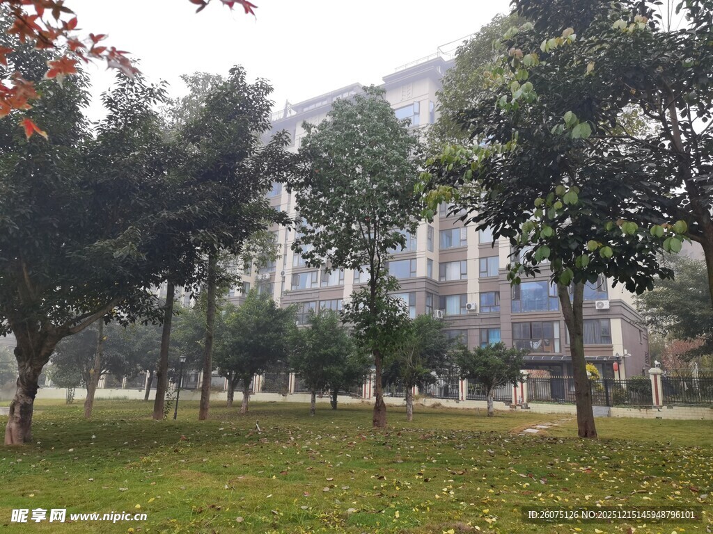 校园中的绿树与草地