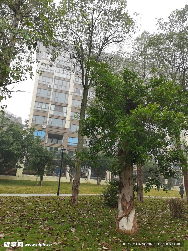 城市中树木环绕的高楼景观