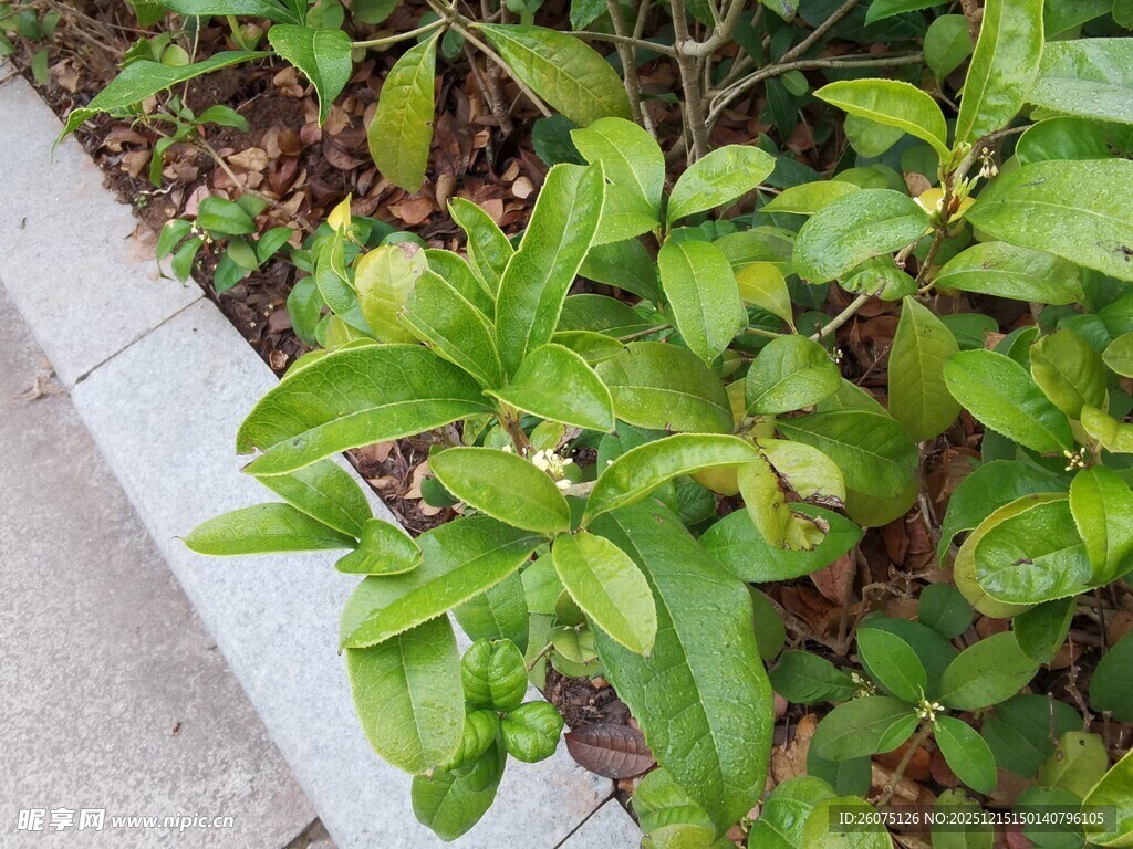 路边翠绿植物特写