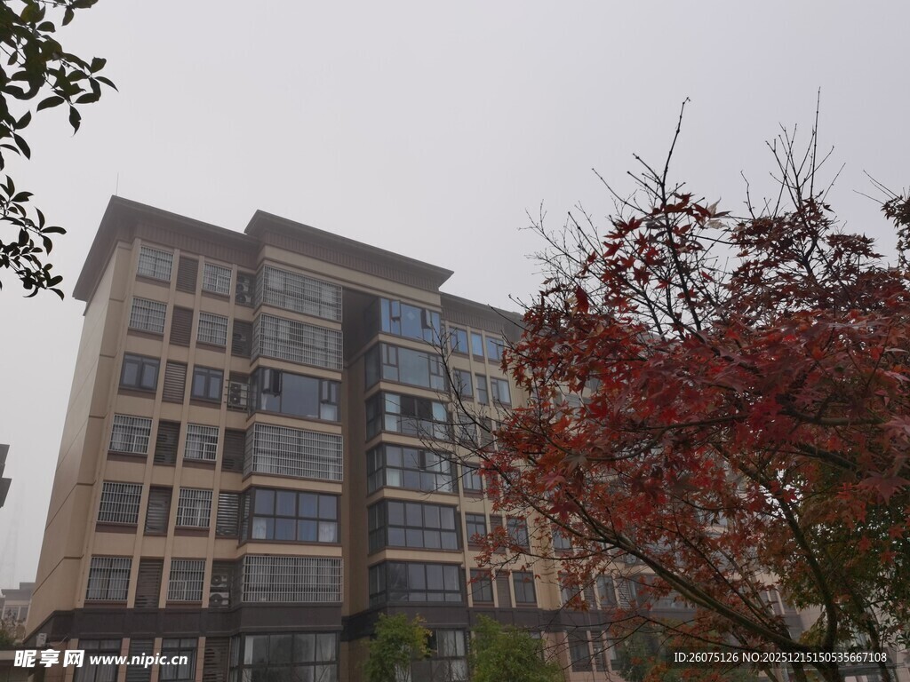 高楼旁的红树景观