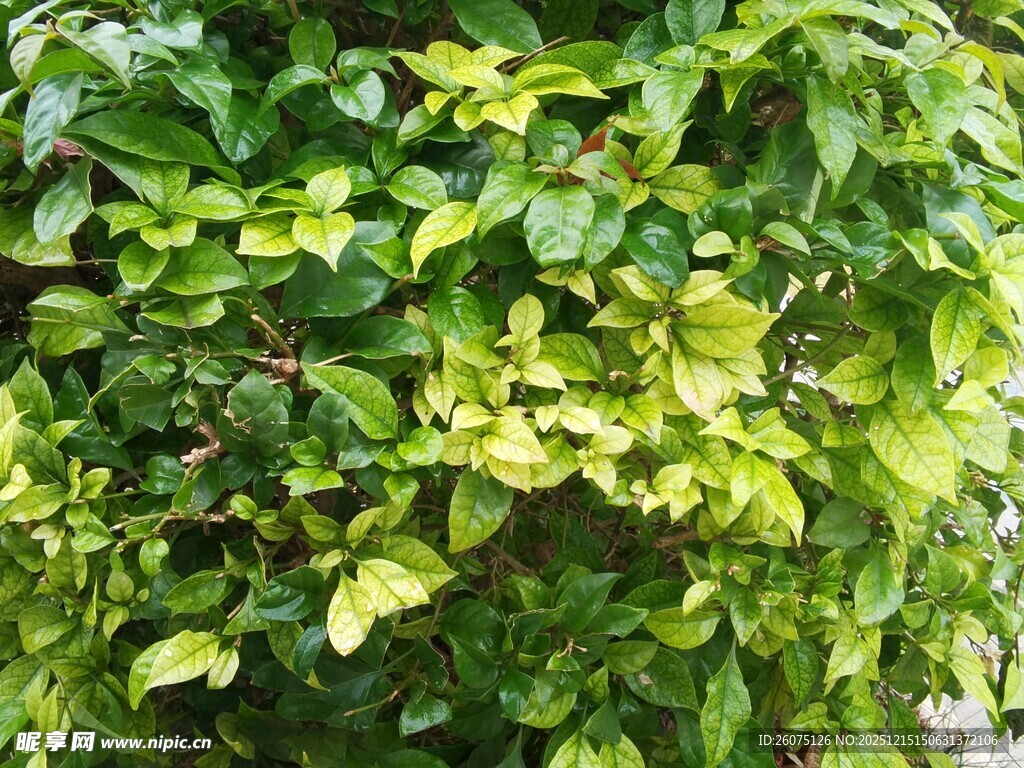 翠绿繁茂的植物叶片