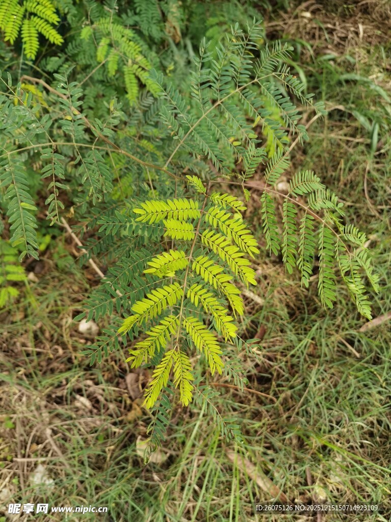 嫩绿植物于草地中生长