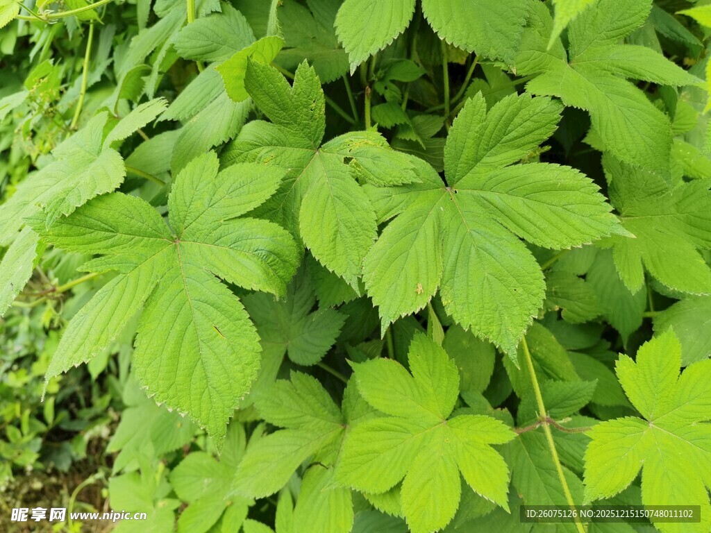 翠绿繁茂的掌状叶片植物