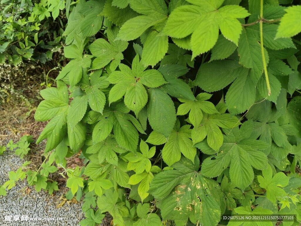 绿叶繁茂的野生植物