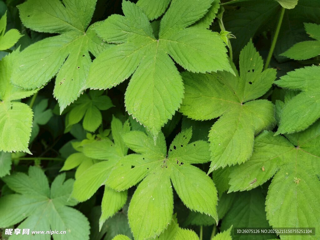 翠绿掌状叶片植物特写