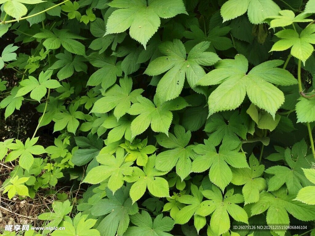 翠绿繁茂的攀缘植物
